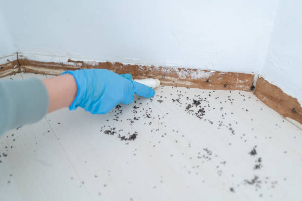 Best Pest Inspection Near Me  in Salyersville, KY